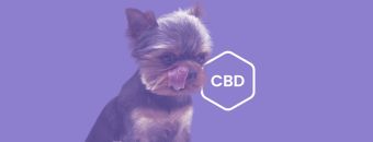 CBD Dosage for Small Dogs: Full Guide