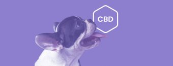 Calming Canines: Using CBD to Address Separation Anxiety in Dogs