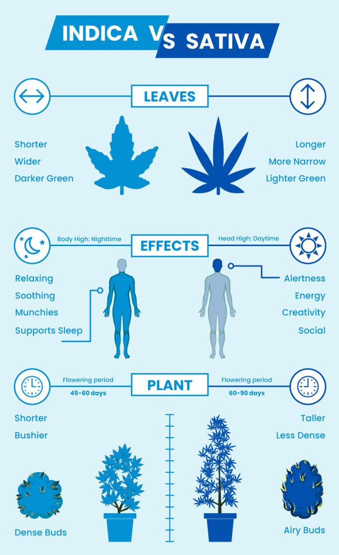 Sativa Vs. Indica Vs. Hybrid Strains: The Ultimate Comparison Guide