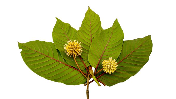 7-Hydroxy Mitragynine's Role in Kratom’s Effects