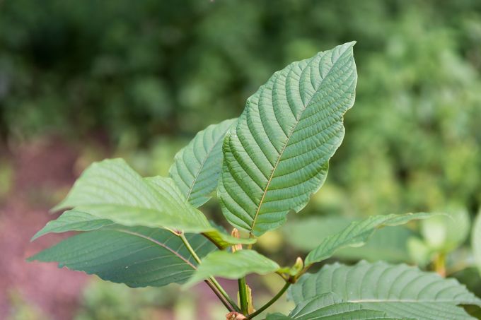 7-Hydroxy Mitragynine's Role in Kratom’s Effects