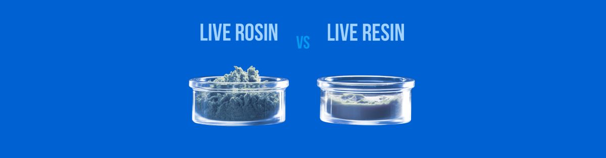 THCA Live Resin vs. THCA Live Rosin: The Differences and Similarities