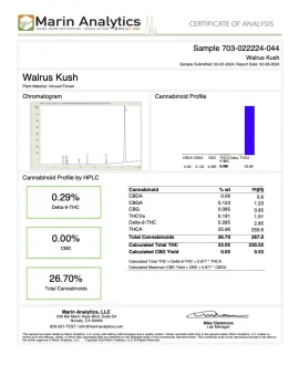 Walrus Kush Flower - Hybrid - THCA