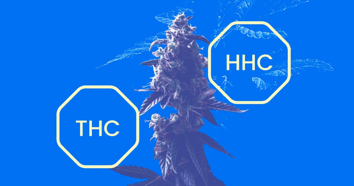 What Is HHC? Does HHC Get You High? HHC Vs THC