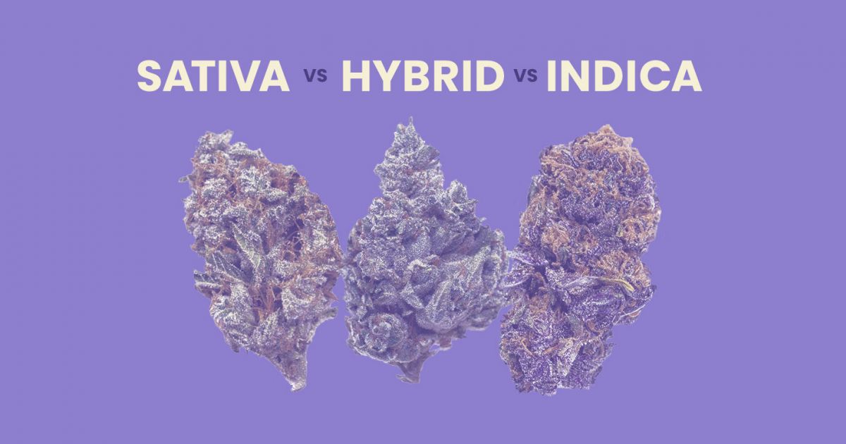 Sativa Vs. Indica Vs. Hybrid Strains: The Ultimate Comparison Guide ...